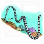 Black-Banded Sea Krait illustration
