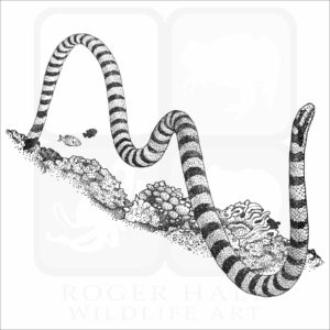 Black-Banded Sea Krait