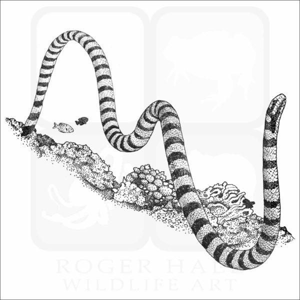 Black-Banded Sea Krait