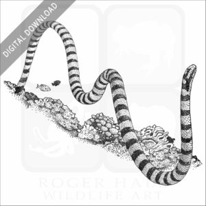 Black-Banded Sea Krait