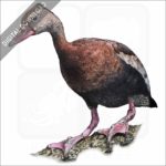Black-Bellied Whistling Duck stock image