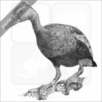 Black-Bellied Whistling Duck