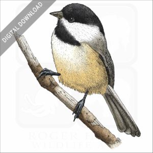 Black-Capped Chickadee stock image