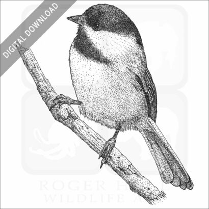 Black-Capped Chickadee