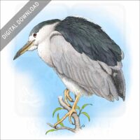Black-Capped Night Heron stock art image