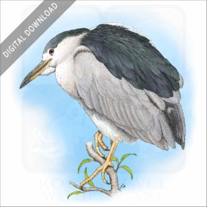 Black-Capped Night Heron stock art image