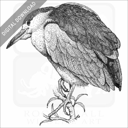 Black-Capped Night Heron stock art