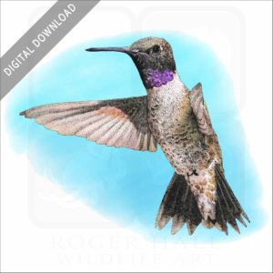 Black-Chinned Hummingbird stock image