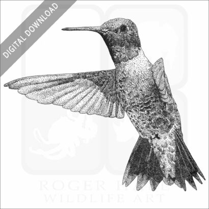 Black-Chinned Hummingbird