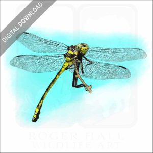 Common Clubtail Dragonfly stock image