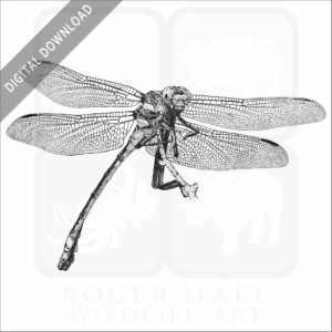 Common Clubtail Dragonfly