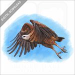 Black Collared Hawk stock image