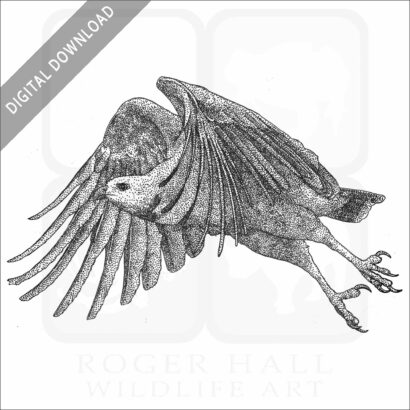 Black Collared Hawk