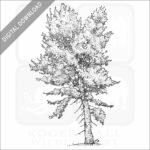 Black Cottonwood Tree