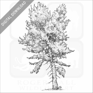 Black Cottonwood Tree