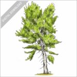 Black Cottonwood Tree stock image