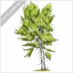 Black Cottonwood Tree stock image