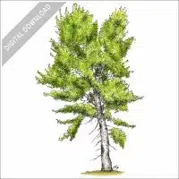 Black Cottonwood Tree stock image