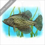 Black Crappie stock image