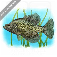 Black Crappie stock image