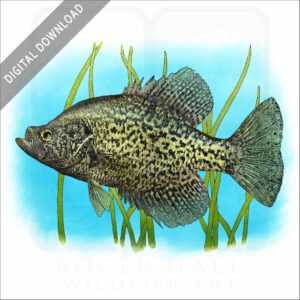 Black Crappie stock image