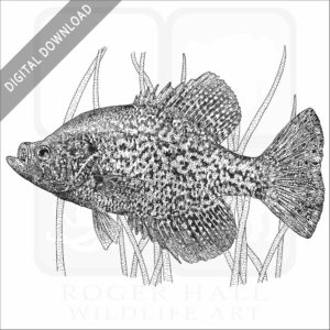 Black Crappie