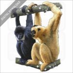 Black Crested Gibbons stock image
