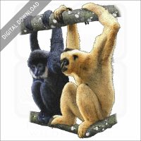 Black Crested Gibbons stock image