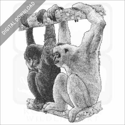 Black Crested Gibbons