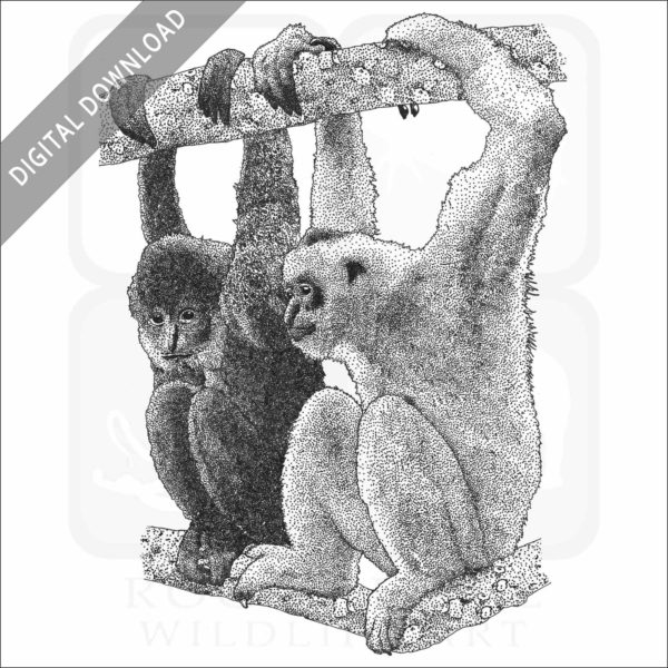 Black Crested Gibbons