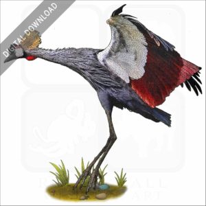 Black-Crowned Crane stock image