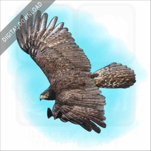 Black Eagle stock image