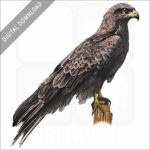 Black Falcon stock image