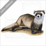 Black-Footed Ferret stock image