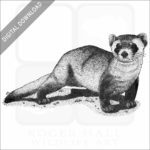 Black-Footed Ferret