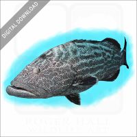 Black Grouper stock image