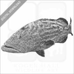 Black Grouper