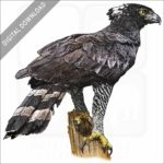 Black Hawk Eagle stock image