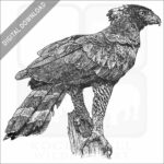Black Hawk Eagle
