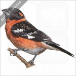 Black-Headed Grosbeak stock image