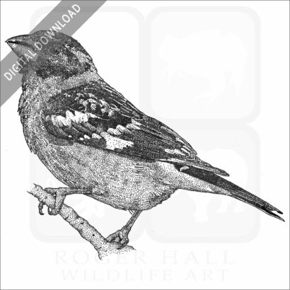 Black-Headed Grosbeak