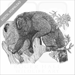 Black Howler Monkeys