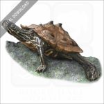 Black-Knobbed Map Turtle stock image