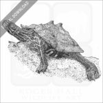 Black-Knobbed Map Turtle