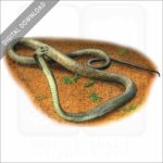 Black Mamba stock image