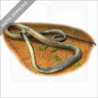 Black Mamba stock image