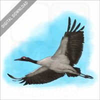 Black-Necked Crane stock image