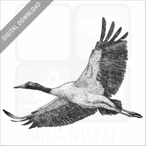 Black-Necked Crane