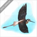 Black-Necked Stilt stock image