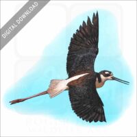 Black-Necked Stilt stock image
